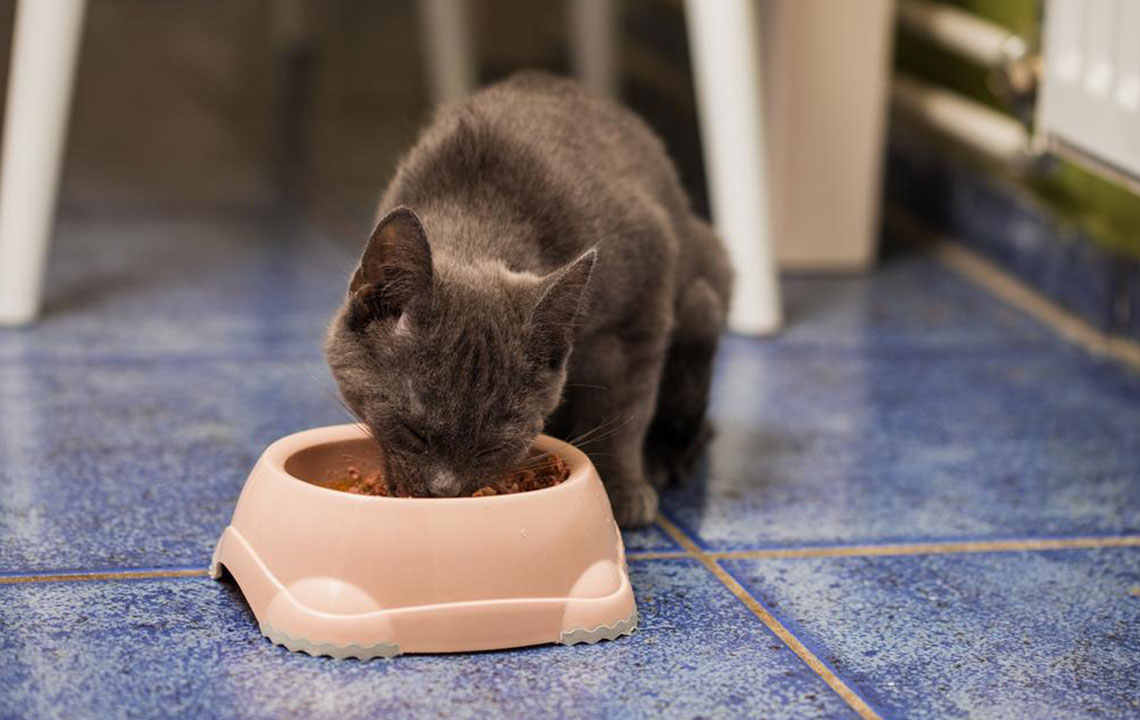 Essential Tips for Selecting the Perfect Cat Food