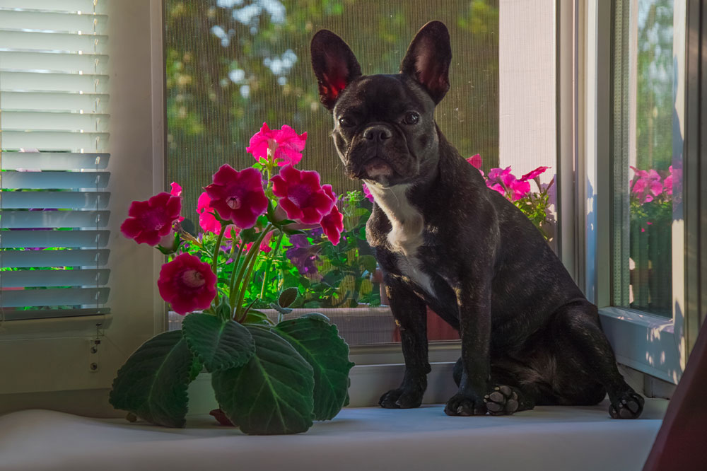 Top 7 Toxic Houseplants That Can Harm Dogs