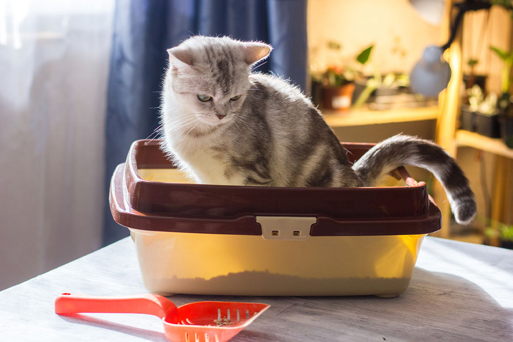 Effective Strategies to Encourage Cats to Use the Litter Box Again