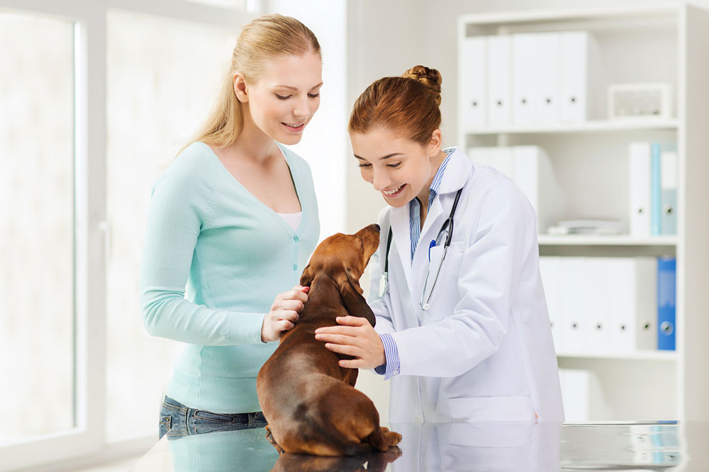 Essential Guide to Responsible Pet Ownership