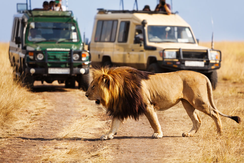 Top 8 Safari Adventures Across Africa
