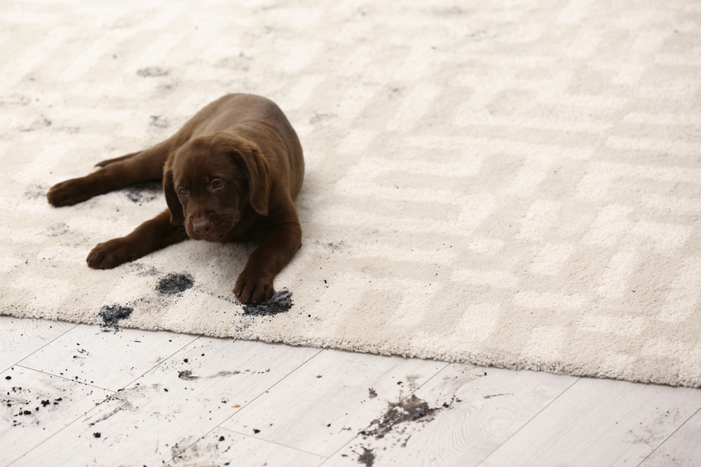Effective Solutions for Pet Stain and Odor Removal
