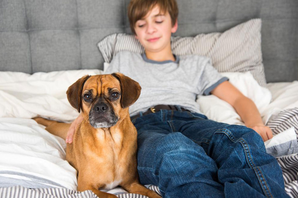 Essential Guidelines for a Successful Dog Adoption