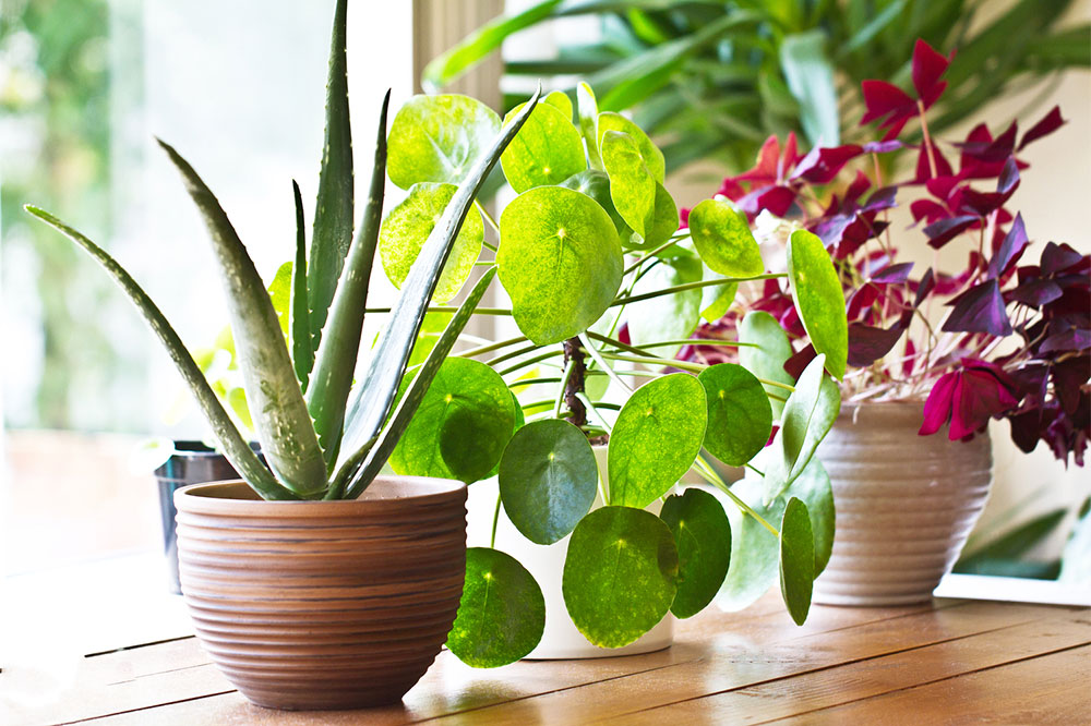 Top Indoor Plants for Cleaner, Fresher Air