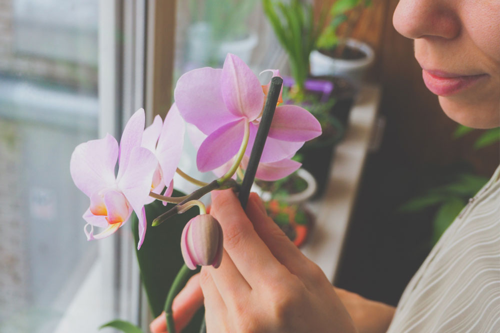Indoor Orchid Care: Tips for Thriving Blooms