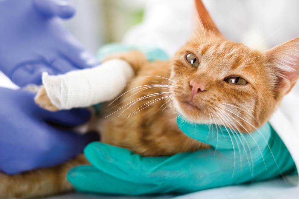 Ultimate Guide to Pet Insurance: Covering Spaying and Neutering Expenses to Protect Your Furry Friend