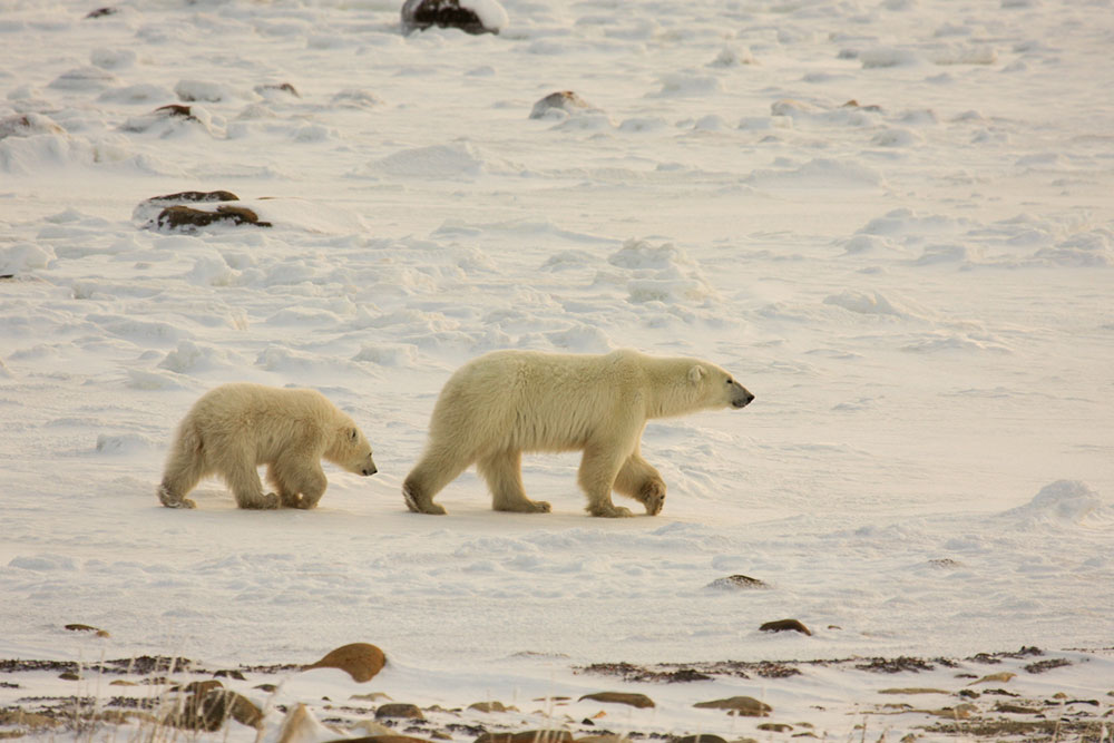 Guide to Arctic Polar Bear Adventures: Selection Tips and Packing Tips