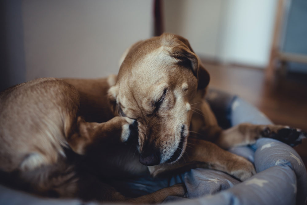 Must-Have Flea Treatments to Maintain Your Dog’s Coat Health