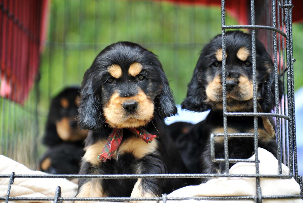 Top Small Dog Breeds Perfect for City Living