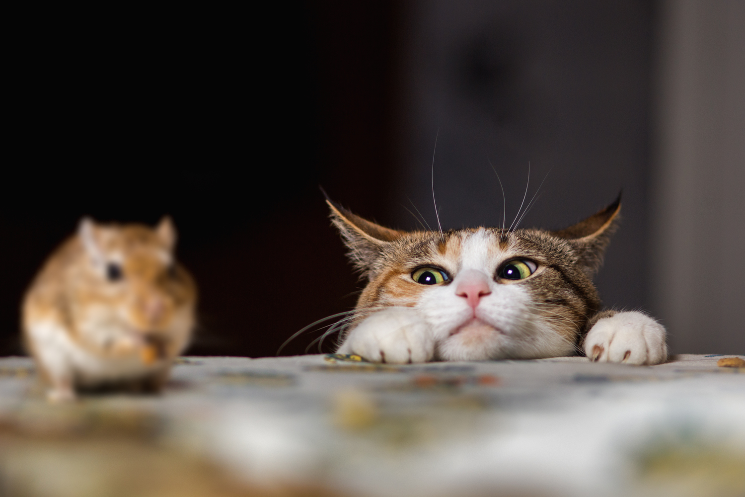 Effective Strategies to Eliminate Mice and Rats from Your Home