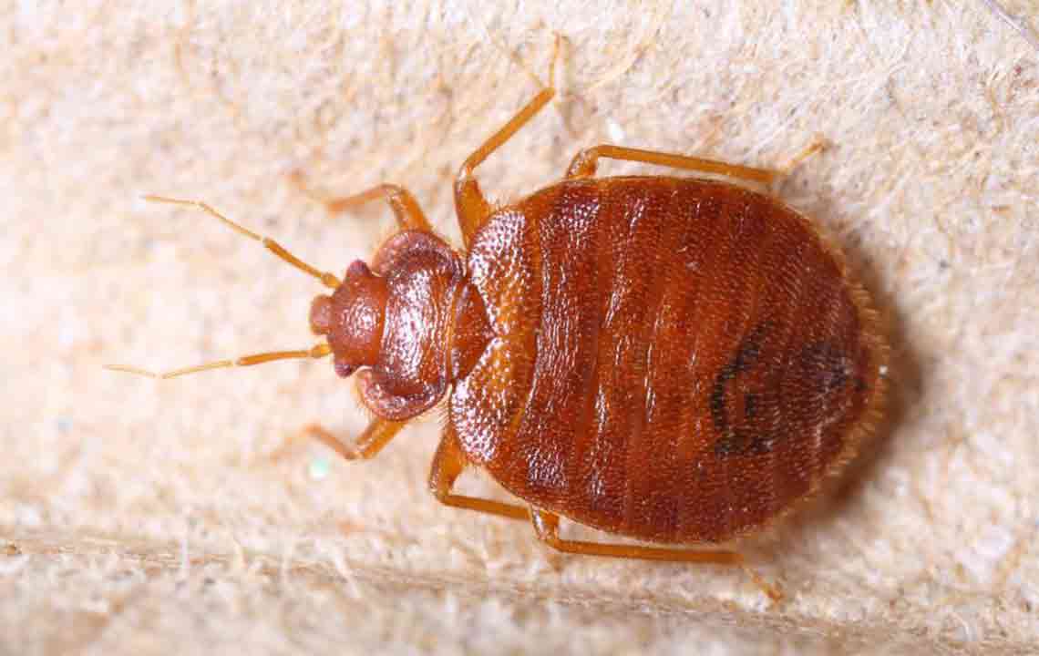 Effective Home Strategies to Eliminate Bed Bugs