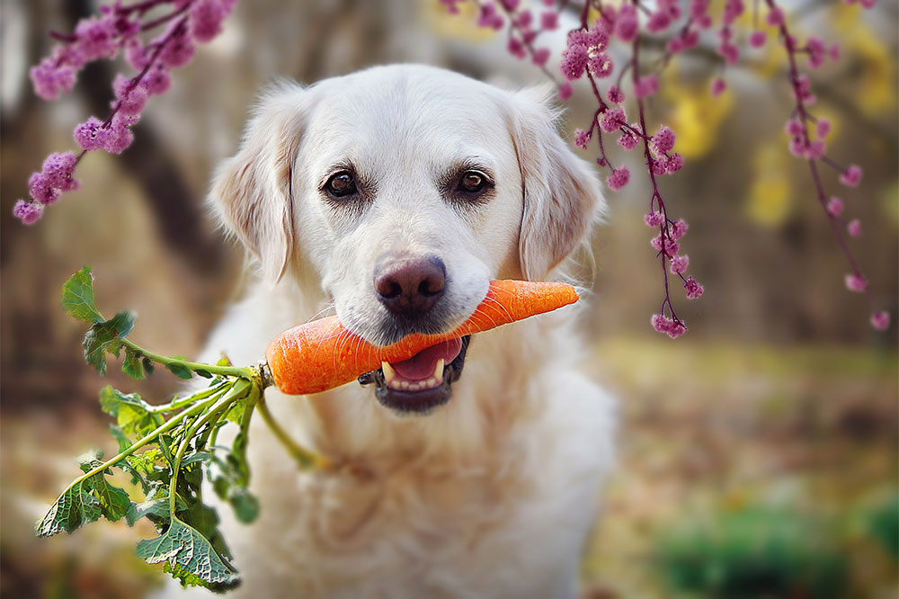 Essential Human Foods That Promote Your Dog's Health and Happiness
