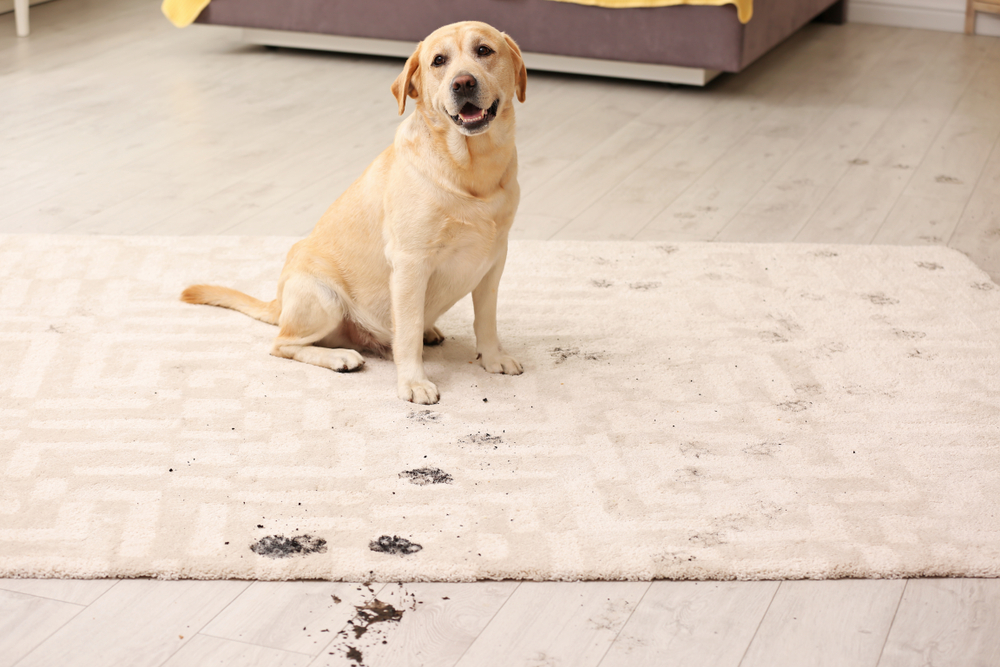Best Pet Stain and Odor Eliminators for a Fresh Home