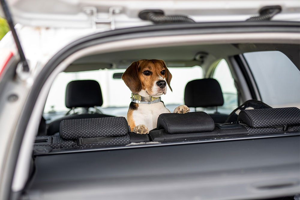Top Benefits of Using a Car Pet Barrier