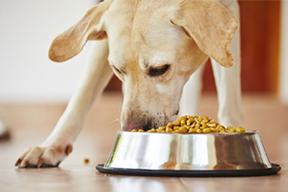 How to Choose Nutritious Food for Your Dog