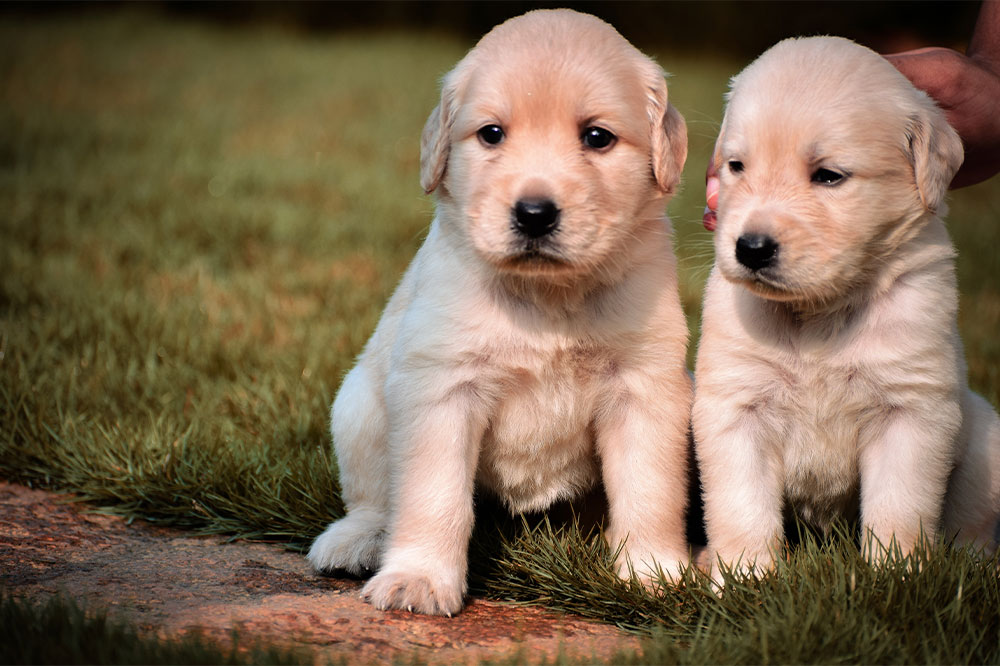 Top Techniques for Maintaining a Shiny and Healthy Dog Coat