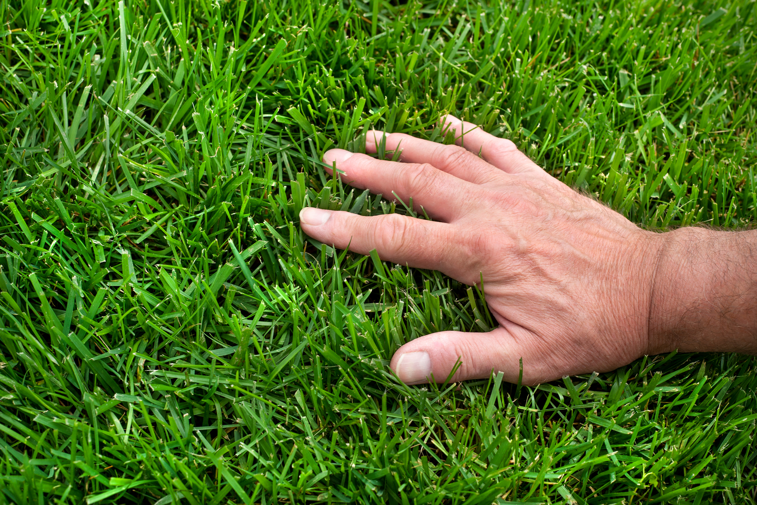 A Complete Guide to Overseeding Your Lawn for a Lush Yard