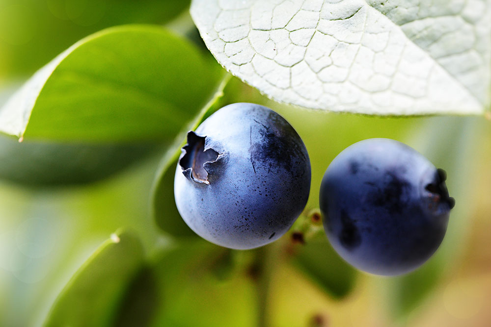 Essential Tips for Fertilizing Blueberry Plants Effectively