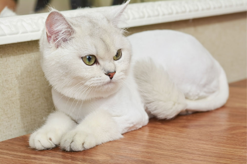 Fascinating Insights into Feline Wonders
