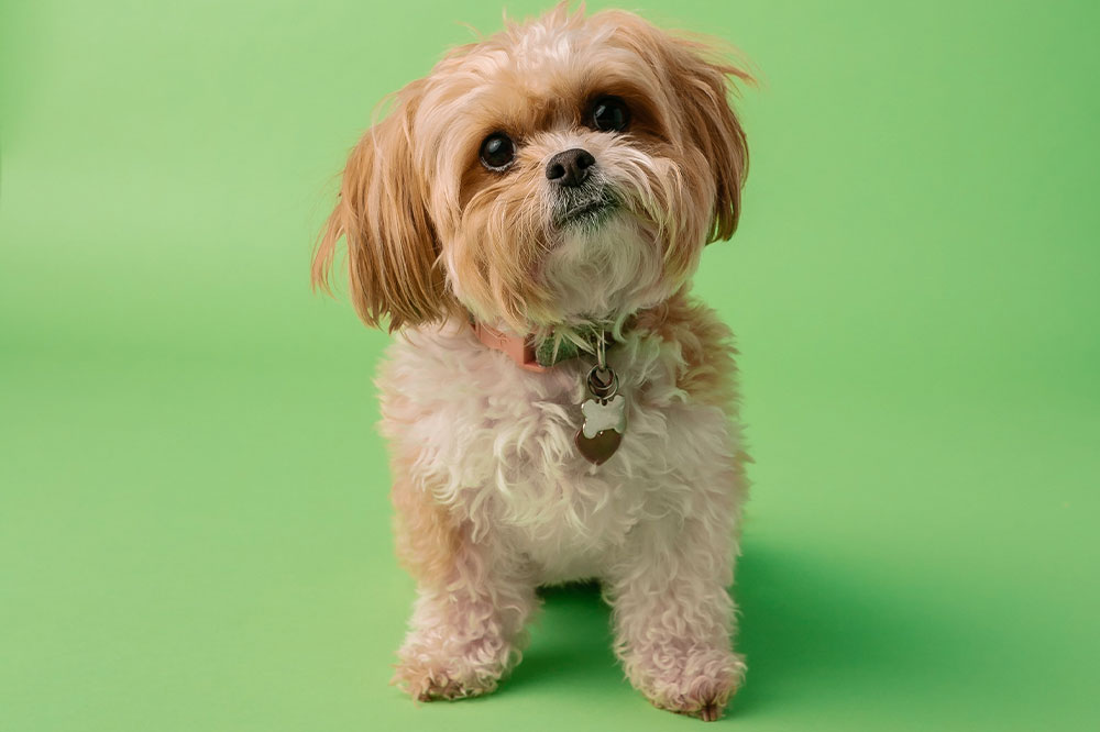 Essential Tips for Purchasing a Yorkshire Terrier Puppy