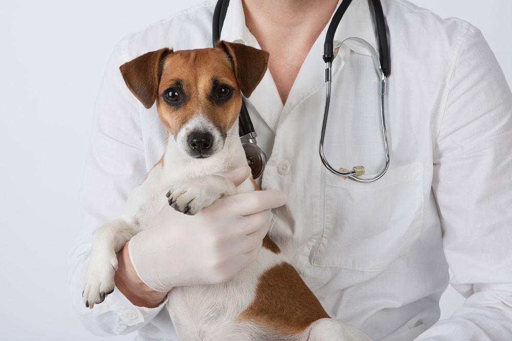 Understanding Canine Seizures: Symptoms, Causes, and Prevention Strategies