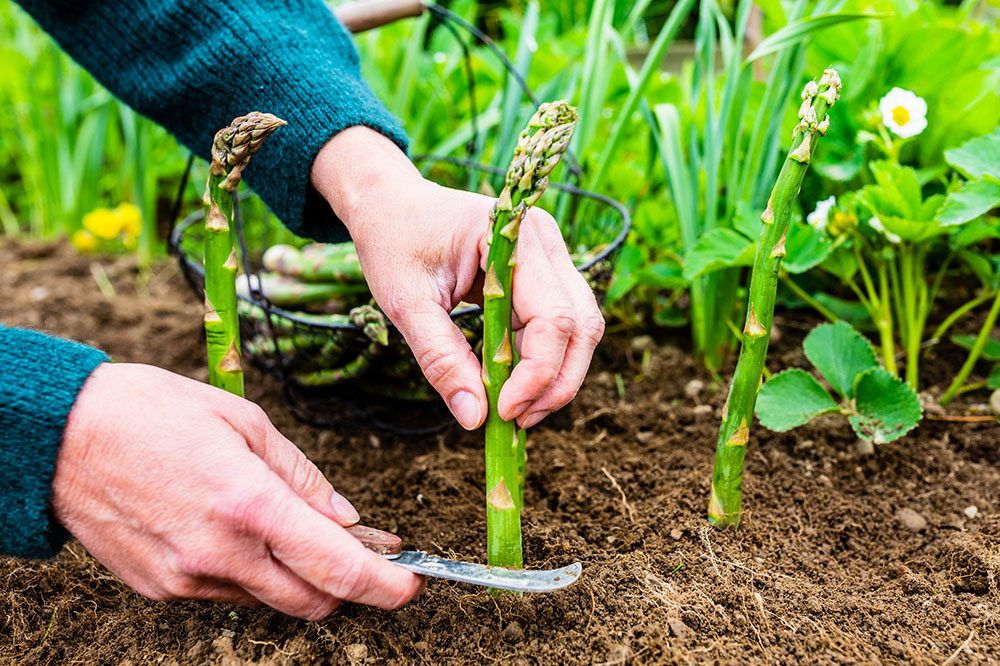 Comprehensive Guide to Successfully Growing Asparagus in Your Garden