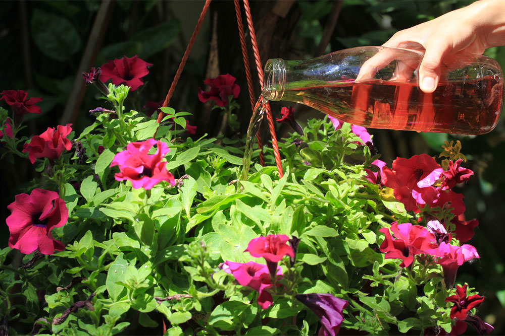 Guide to Liquid Fertilizers: Types, Application Tips, Costs, and Benefits