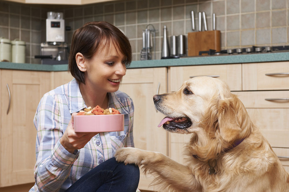 Comprehensive Guide to Wet Dog Food: Benefits, Selection Tips, and Best Practices