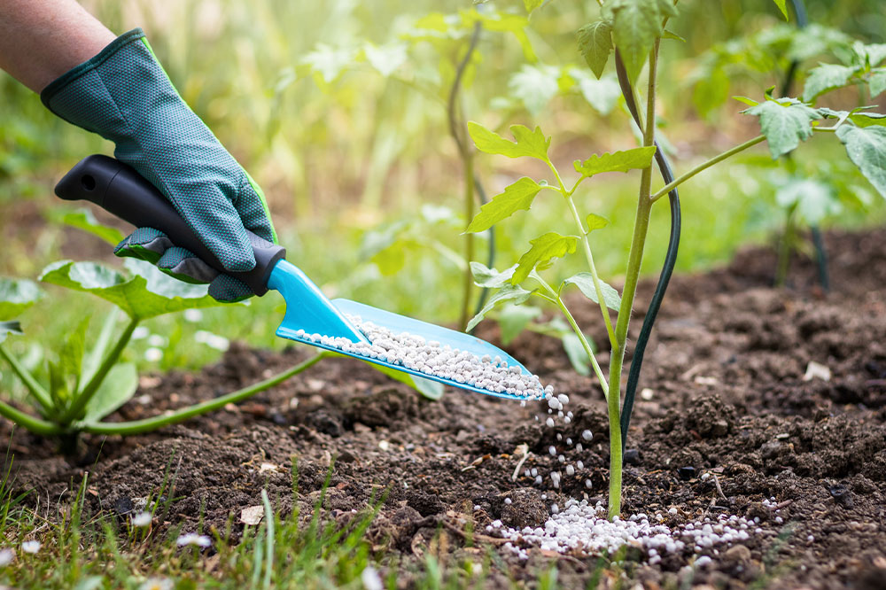 Effective Fertilizer Strategies for Growing Tomatoes