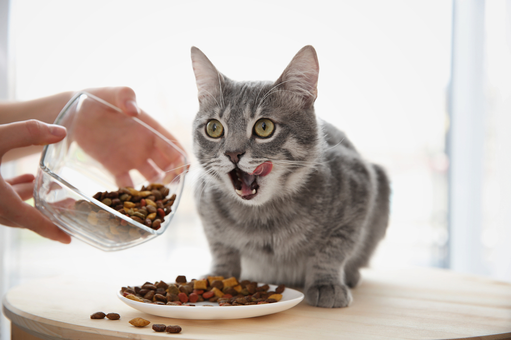 Top Choices for Healthy and Delicious Cat Food