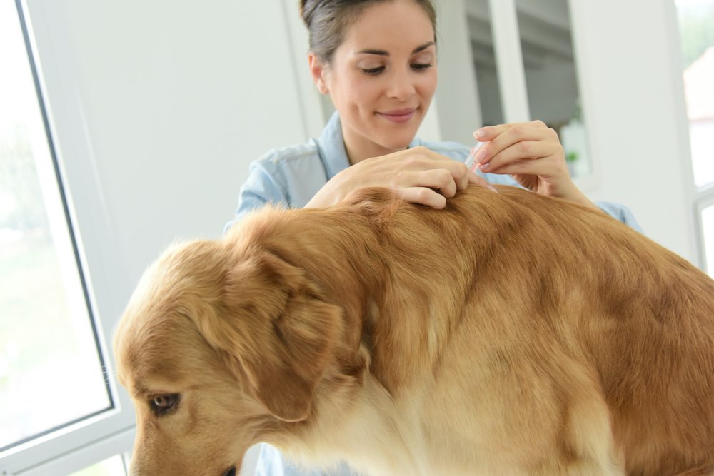 Natural Home Solutions for Canine Allergies