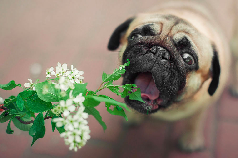 Top 6 Toxic Plants to Keep Away from Dogs