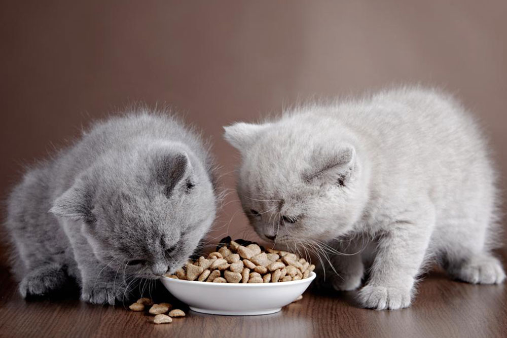 Top 4 Brands of Cat Food and Their Reviews