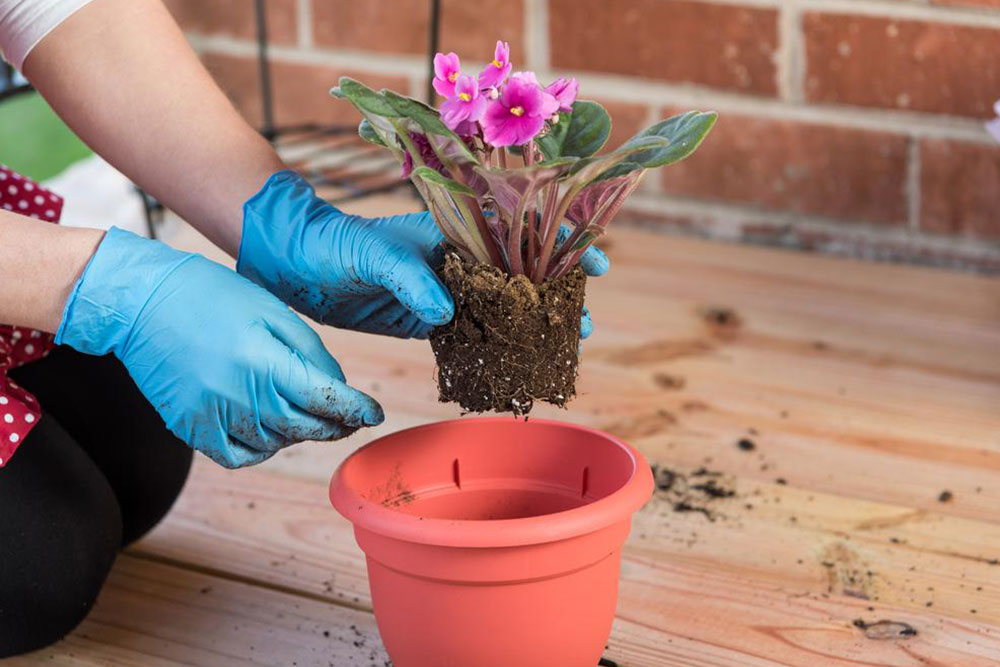 Essential Guide to Cultivating and Caring for a Perennial Container Garden