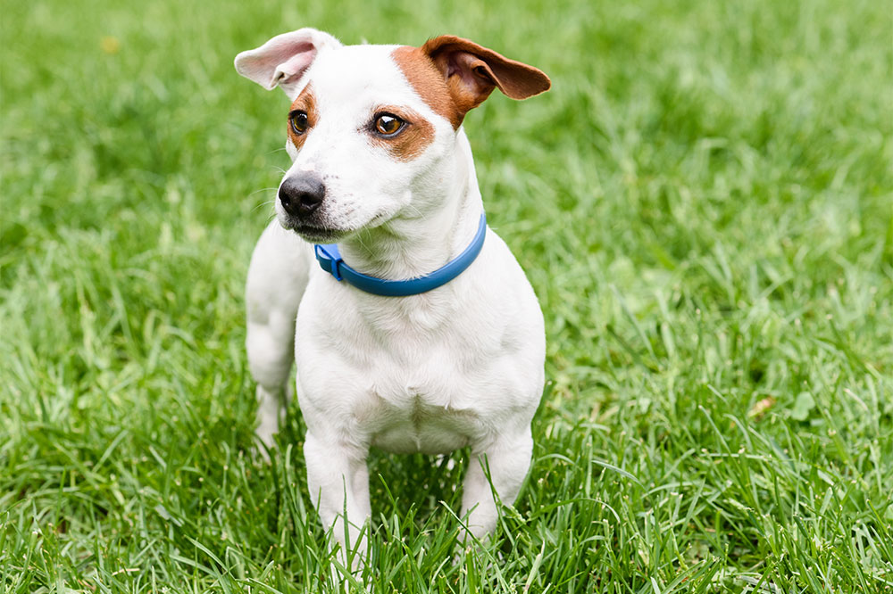 Top 5 Effective Flea Collars for Dogs to Prevent Pest Infestations