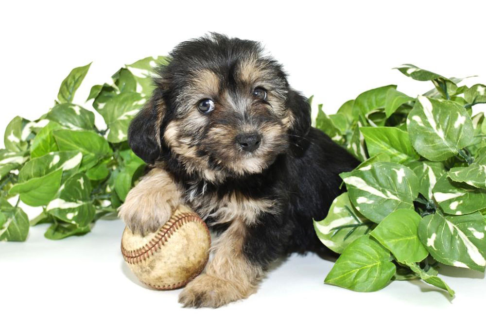 Essential Insights About Morkie Puppies You Should Know