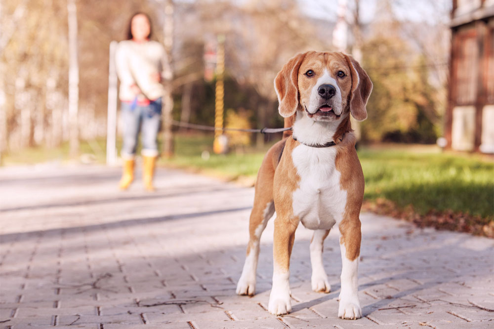 Best Dog Breeds for Families: A Complete Guide