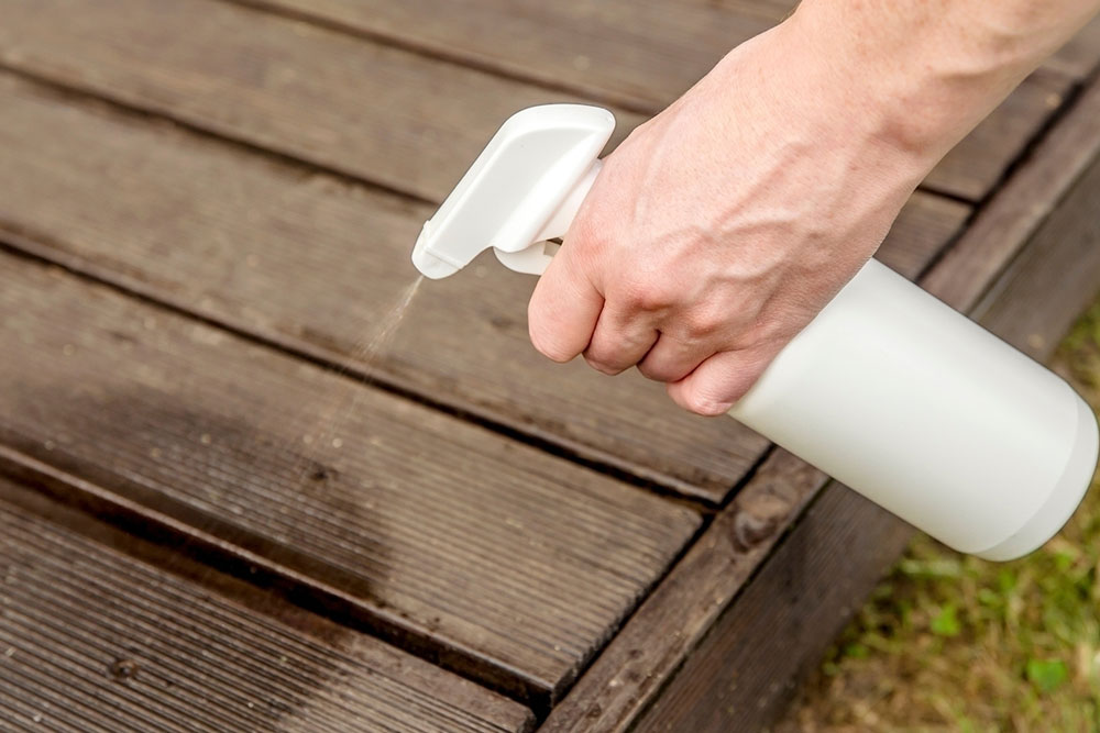 Effective Natural Methods to Repel Spiders at Home