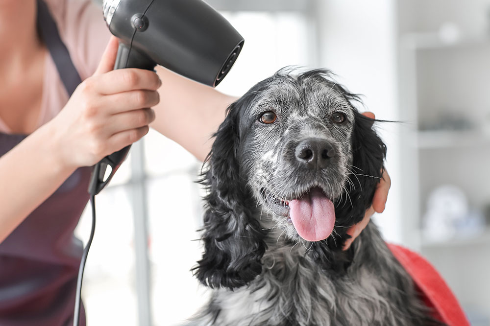 Essential Guide to Pet Coat Care: Tips, Common Errors & Best Practices