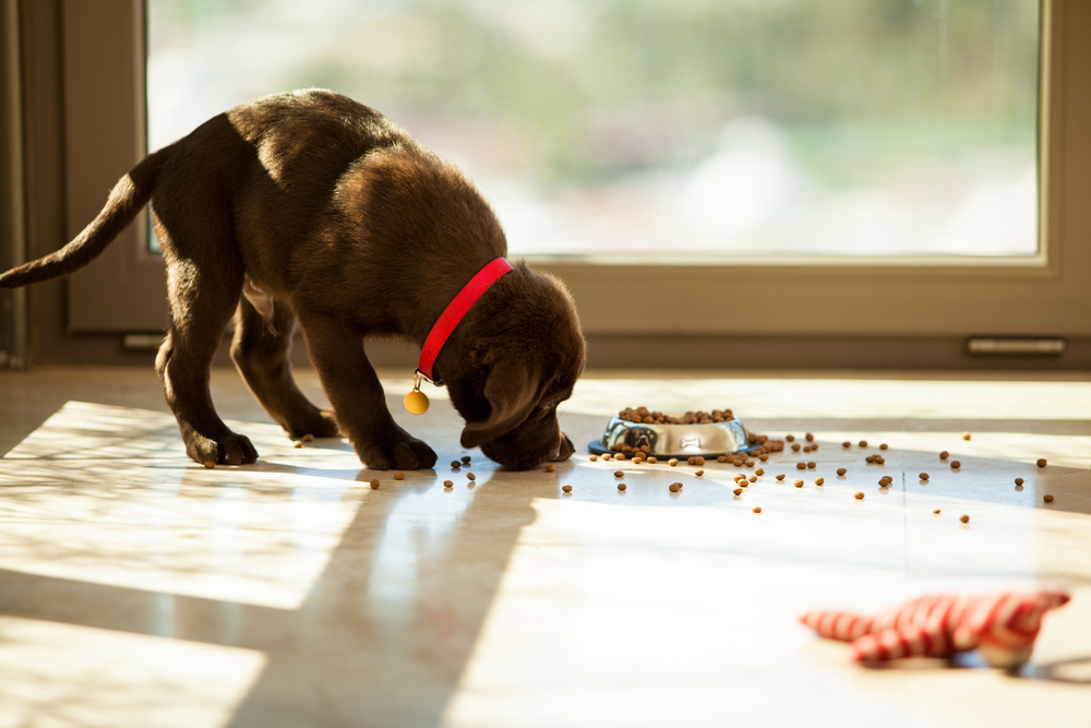 Comprehensive Guide to Healthy Dog Foods for Allergy Prevention and Management