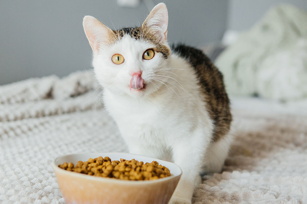 Top 3 Nutritious Cat Treats for Your Feline Friend