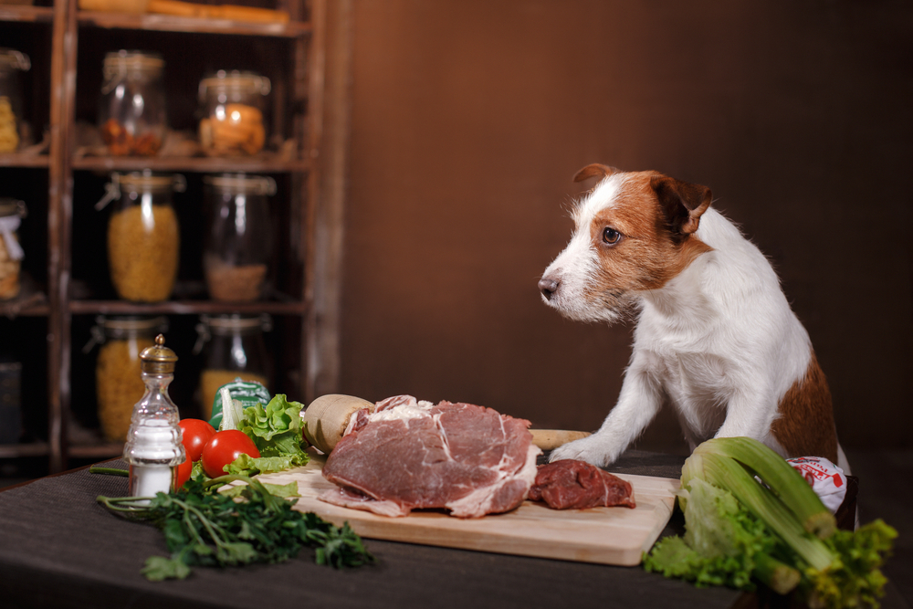 Ultimate Guide to Selecting Premium Dog Food