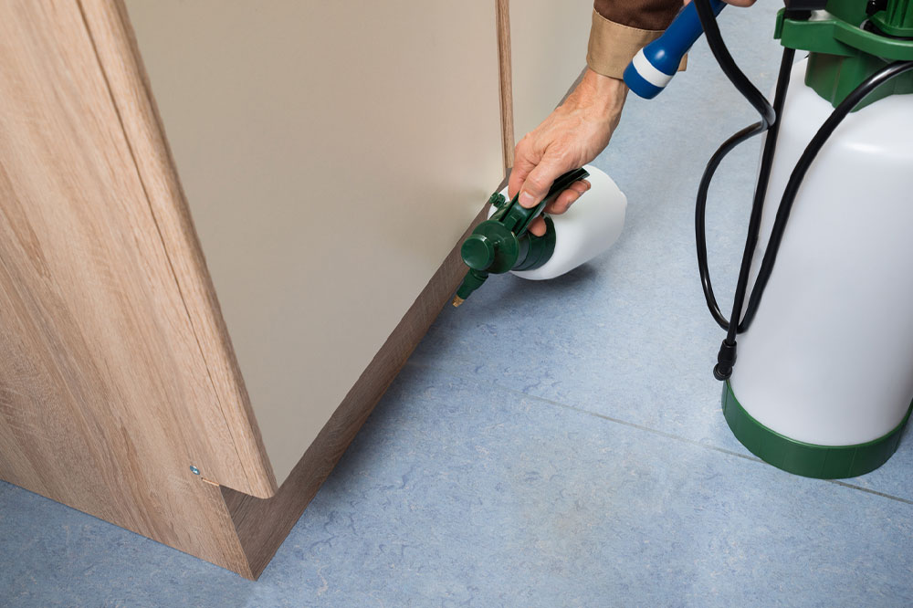 Effective Strategies for Managing Bed Bug Infestation