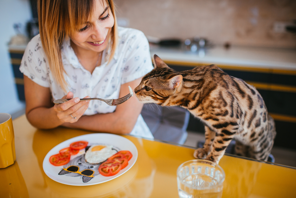 Top 5 Nutrient-Rich Cat Food Picks for Your Feline Friend