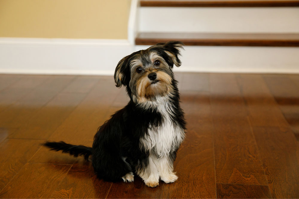 Essential Guidelines for Purchasing a Morkie Puppy