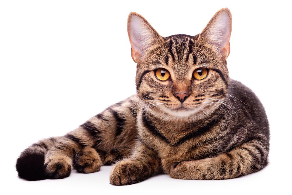 Essential Tips for Caring for Your Cat