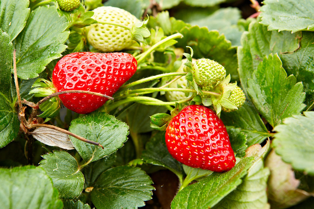 Exploring Organic Produce in Canada: Origins and Selection Tips