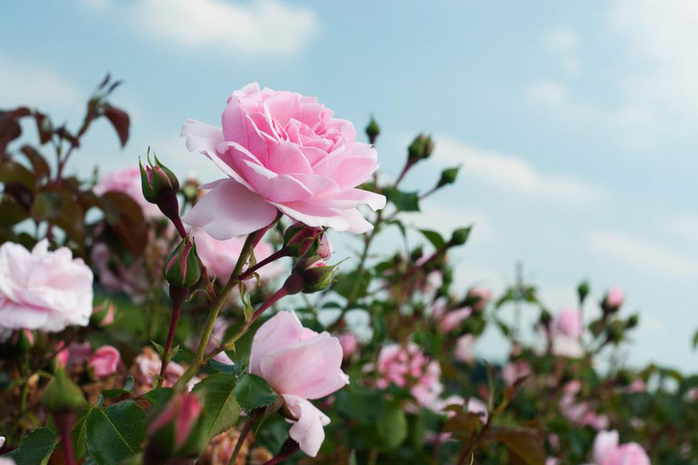 Essential Tips for Properly Pruning Your Rose Plants