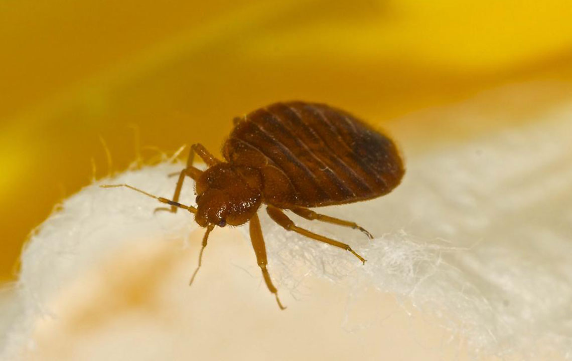Identifying Tips for Detecting Bed Bugs