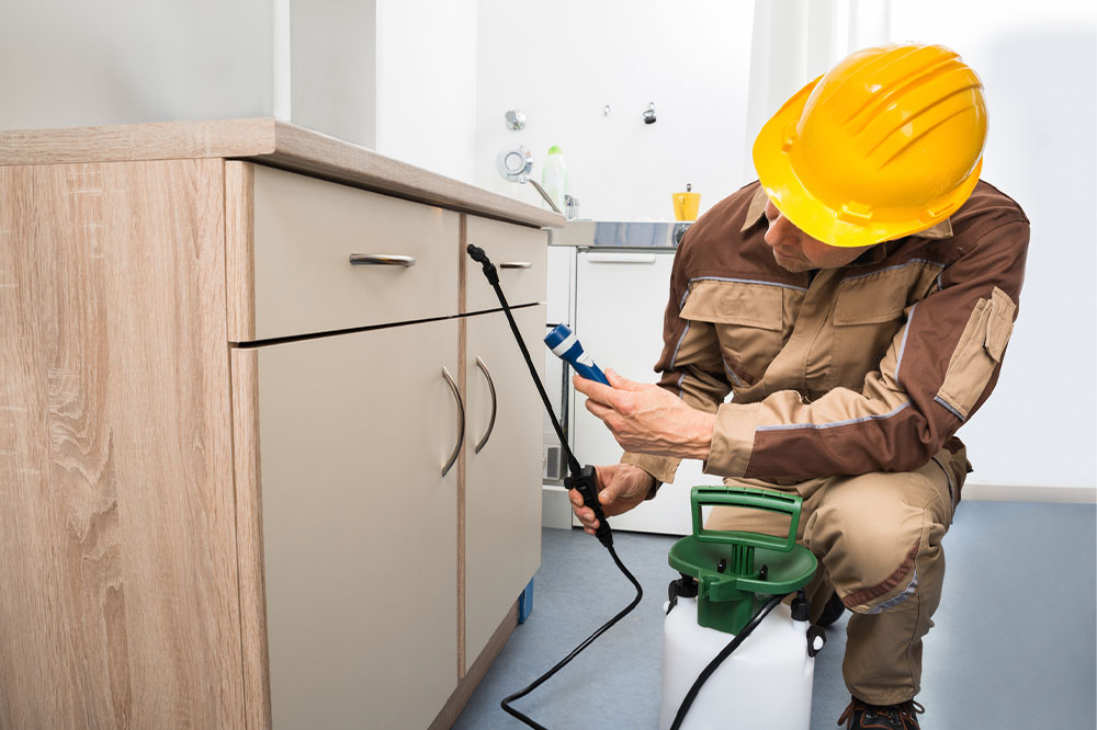 Proven Strategies to Eliminate Roach Infestations